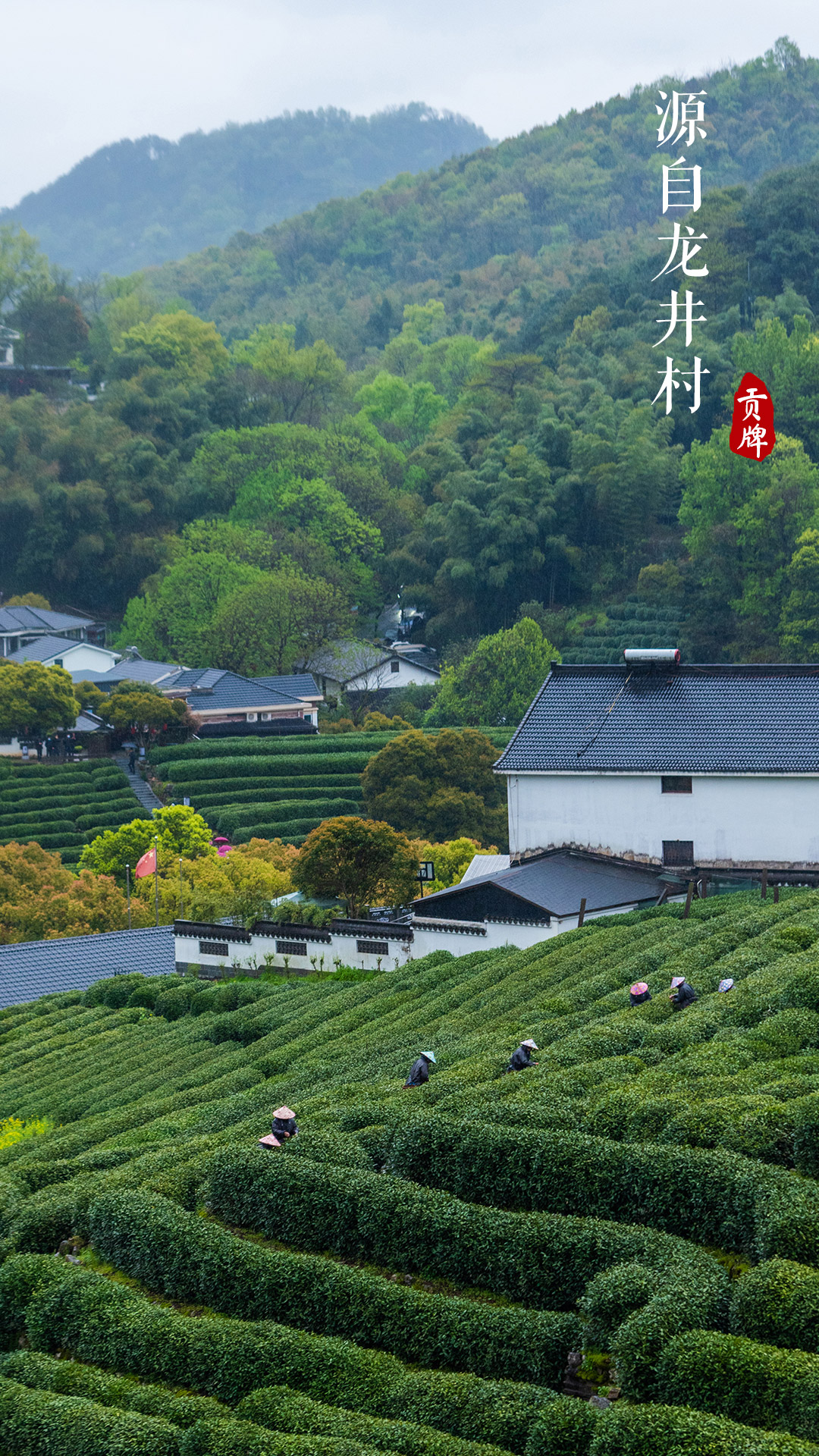 龙井村茶园